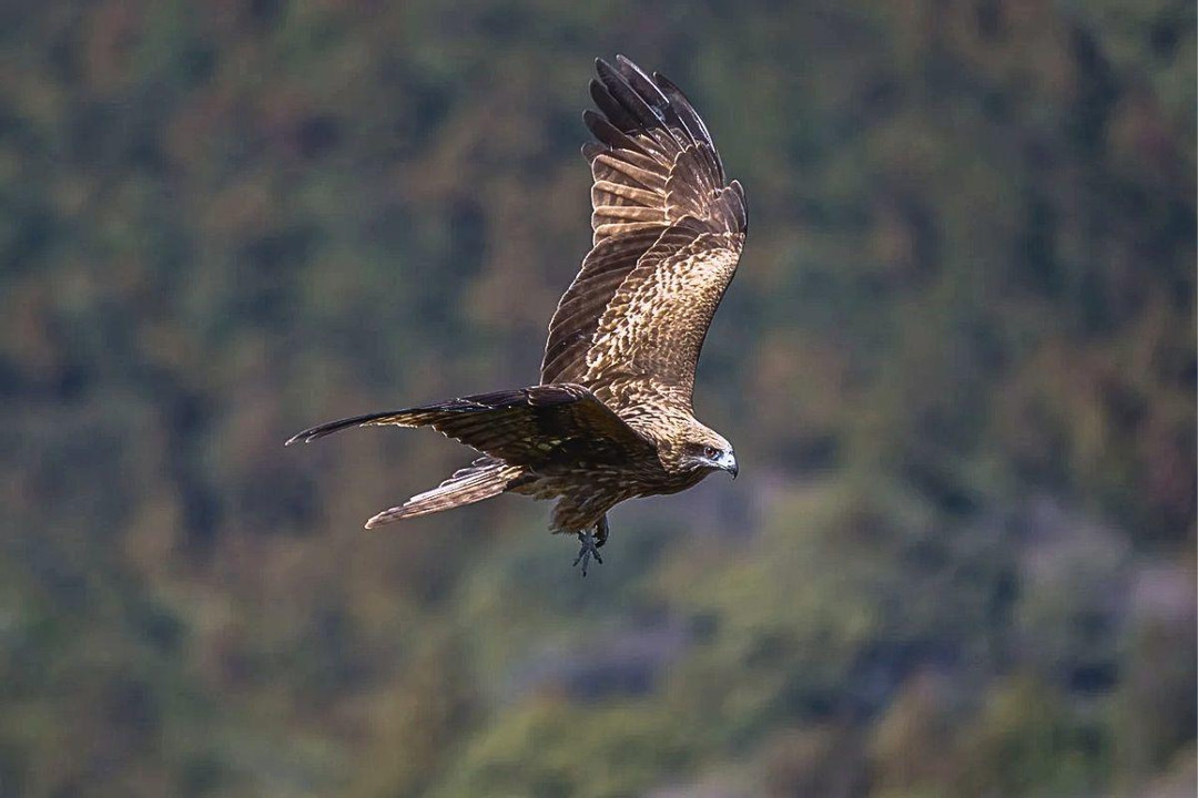 Do Birds Of Prey Eat Other Birds?