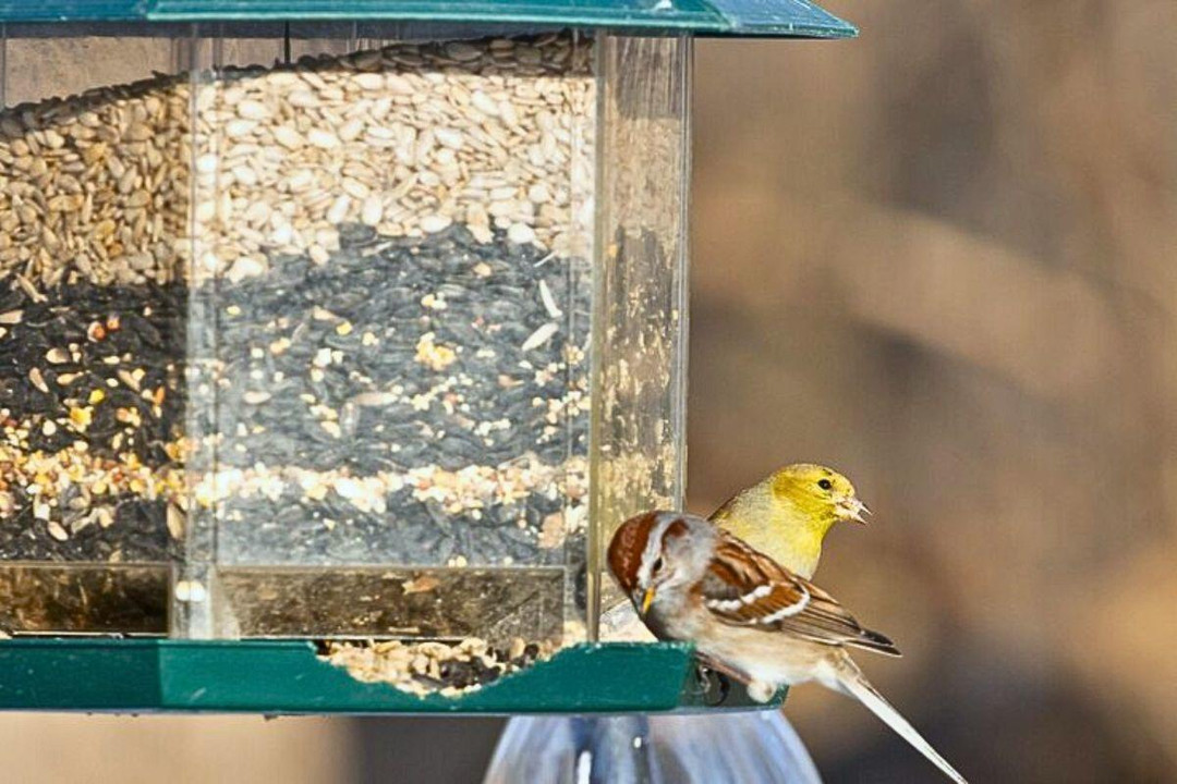 What Do Baby Birds Eat?