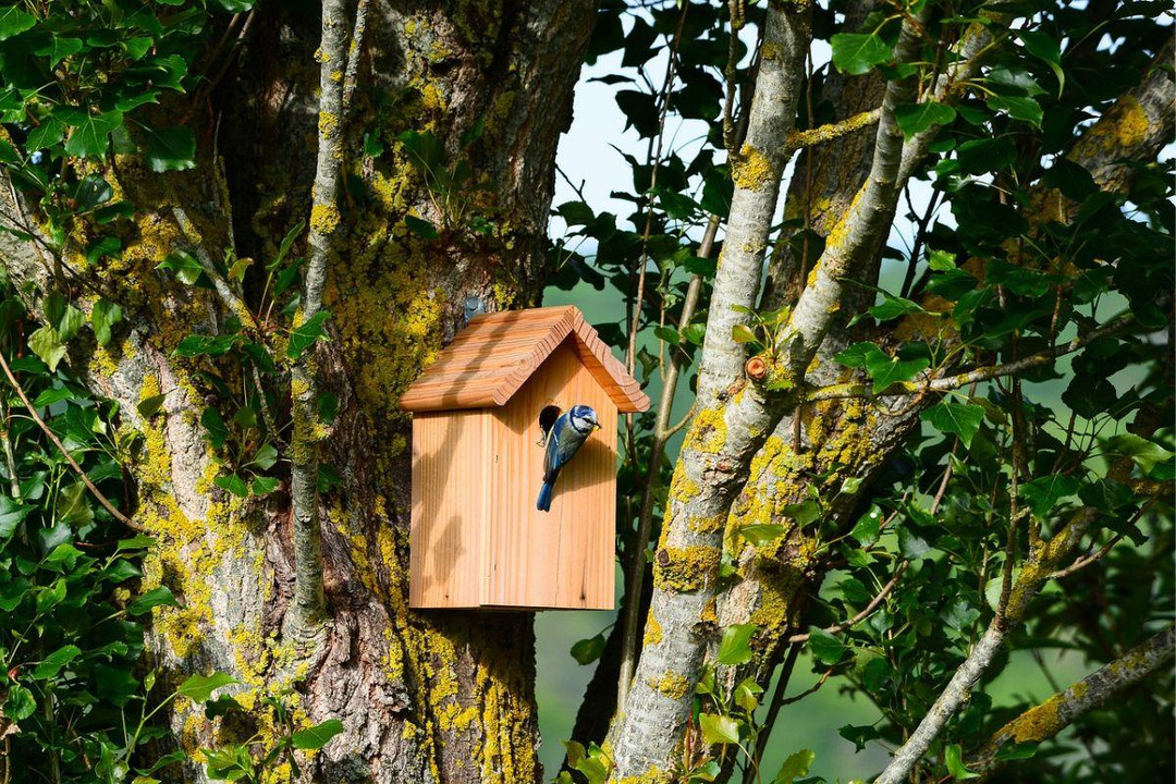 Situating A Nest Box - A Handy Infographic