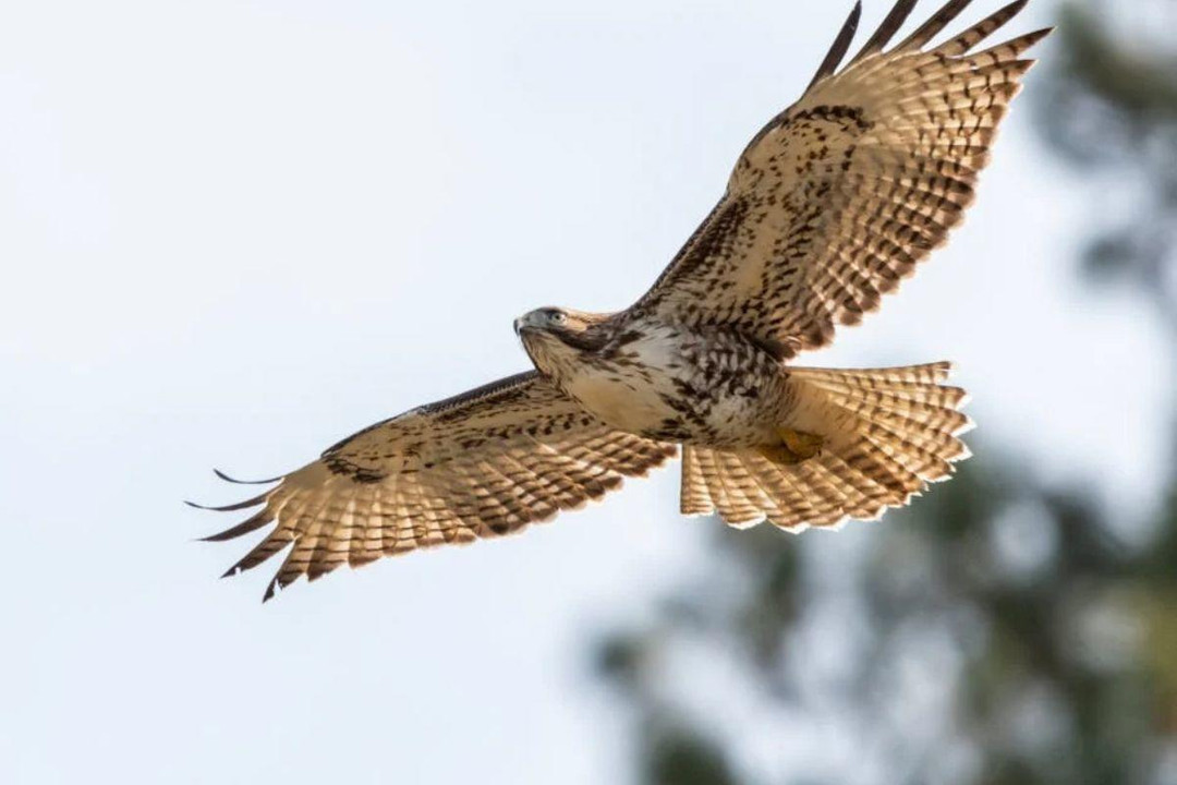 What Do Birds of Prey Eat?