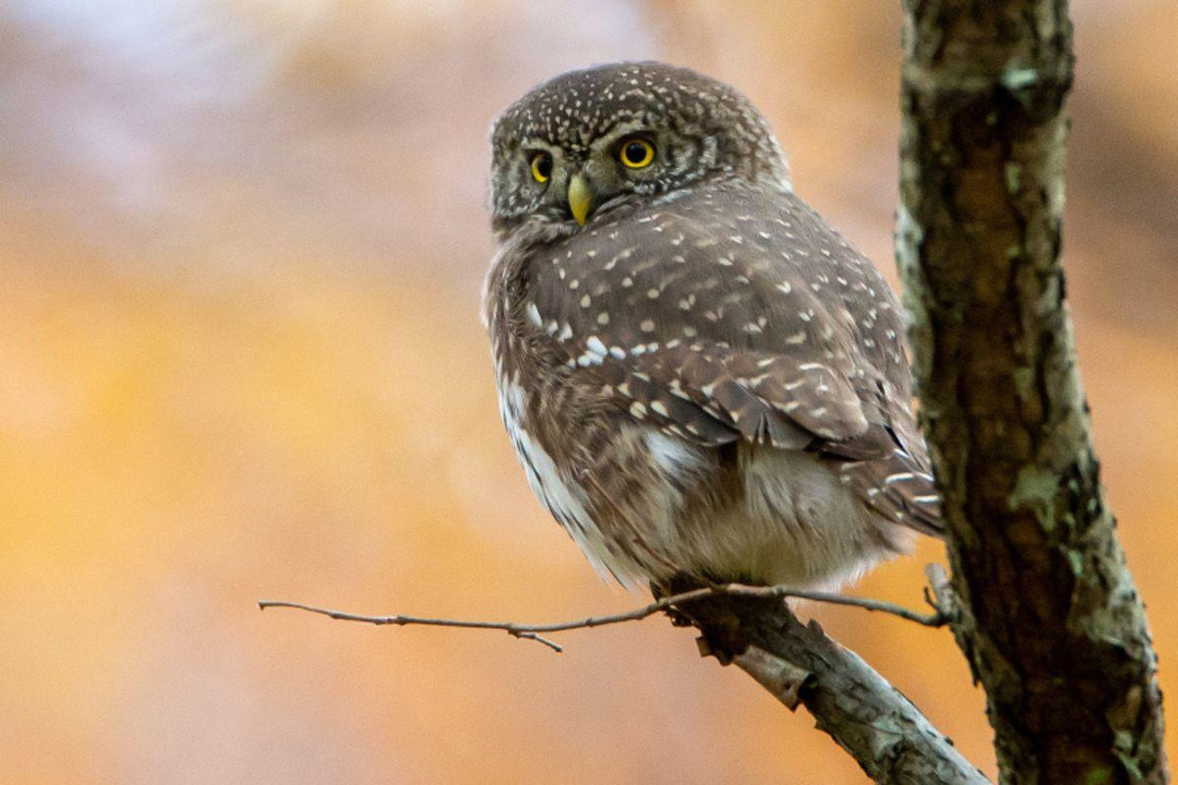 What Bird Food Should You Feed Wild Owls?