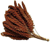 Large Natural Red Millet Sprays
