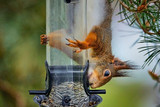 5 Foolproof Ways to Rat-Proof Your Bird Feeder