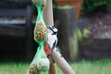 8 Easy Ways to Attract Woodpeckers to Your Garden