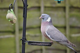 How to Protect Your Bird Feeders from Pigeons