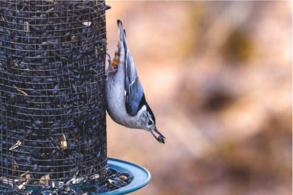 What not to feed wild birds: Your complete guide - Kennedy Wild Bird ...