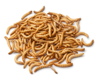 Live Mealworms Bird Food
