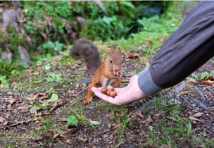 Kennedy Wild Hazelnuts in Shell