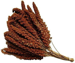 Large Natural Red Millet Sprays