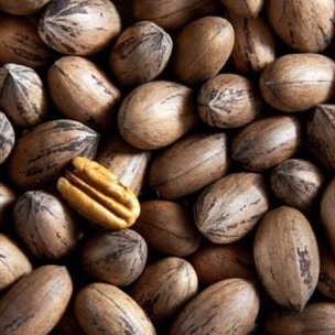 Kennedy Wild Whole Pecan in Shell