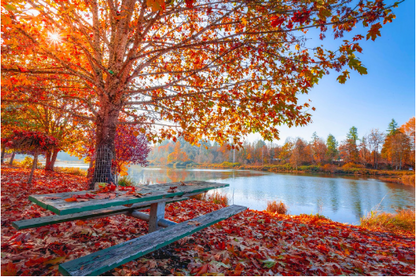 Top Tips For Feeding Birds In Autumn