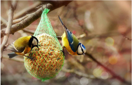 Where Can You Buy The Cheapest Wild Bird Feed?