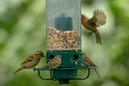 What Are The Most Popular Types of Bird Feed?