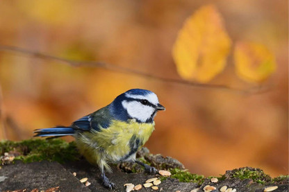 Top Five Bird Foods