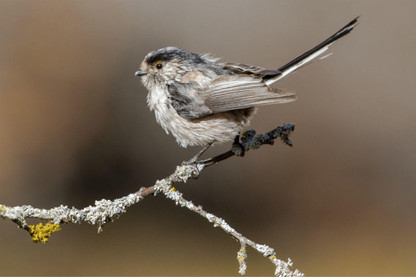 Why Do Birds Moult and What Does It Mean?