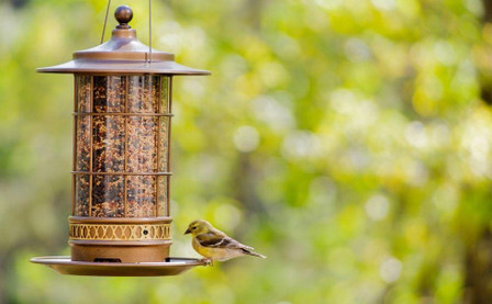 Choosing The Right Bird Feed For Your Feeder