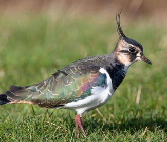 Debunking Bird Food Myths 