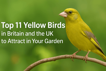Top 11 Yellow Birds in Britain and the UK to Attract in Your Garden