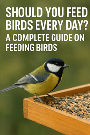 Should You Feed Birds Every Day? A Complete Guide on Feeding Birds