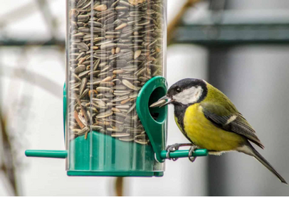 Which Type Of Sunflower Seed Is Best For Wild Birds?