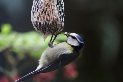 How Feeding The Birds Can Help You Get Closer To Wildlife At Home