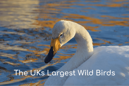 The UKs Largest Wild Birds