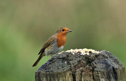 What Bird Food Do Robins And Sparrows Eat?