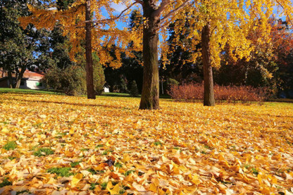 Preparing Your Garden For Autumn