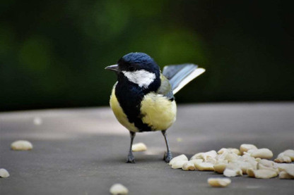 5 Ways To Minimise The Spread Of Disease Among Garden Birds