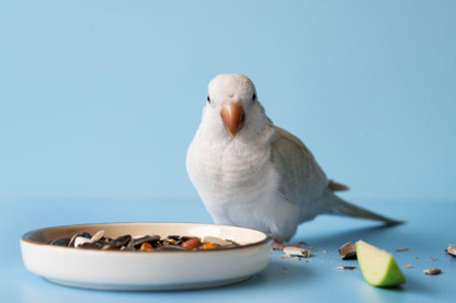 Homemade Bird Food: How To Make Your Own Bird Food 