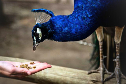 The Ultimate Bird Food Guide: Part One