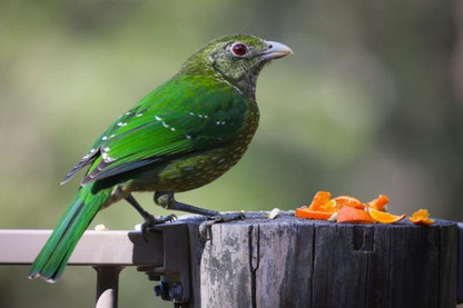 What Is The Best Bird Food In Summer?
