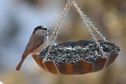 Which Bird Seed Is Best?