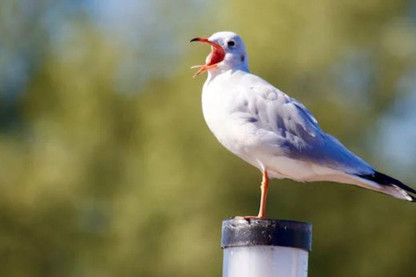 Is Bird Food A Choking Risk To Fledglings?