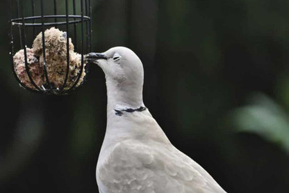 Why It's Important To Buy Quality Wild Bird Food