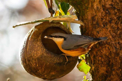 Foods To Avoid When Feeding Wild Birds