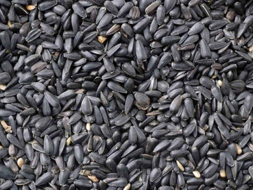 Will Sunflower Seeds From Bird Food Grow?