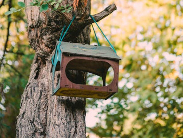 Feeding Birds During Nesting Season