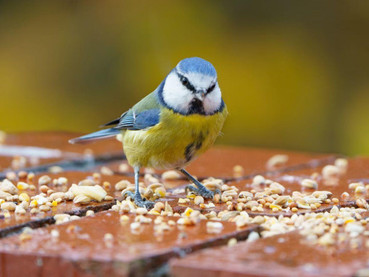 Can Bird Food Go Bad?
