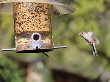 Bird Feed To Help You Spot Wild Birds In Winter