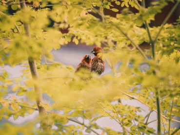 How To Identify Birds In Your Garden?