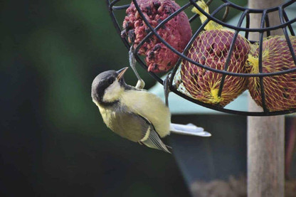 What Bird Feed Should You Use In The Colder Months?