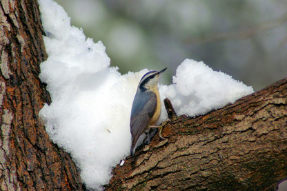 How To Keep Warm Whilst Bird Watching?