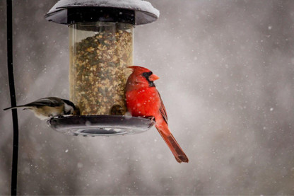 Do Wild Birds Have A Favourite Bird Food?