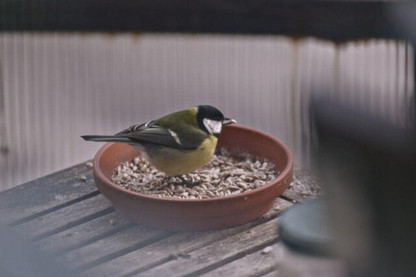 How To Save On Bird Feed