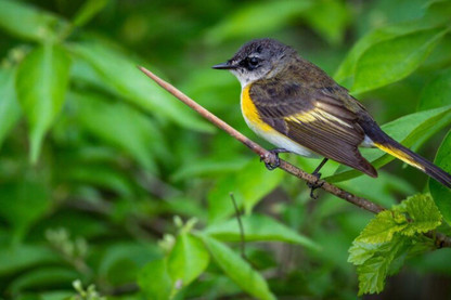 The Great Big Green Week