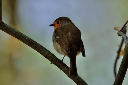 Autumn Wildlife Care Tips