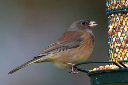 What Time Of Day Should You Feed Birds?