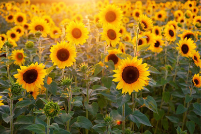 How To Grow Sunflower Seeds For Birds