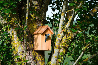 Situating A Nest Box - A Handy Infographic